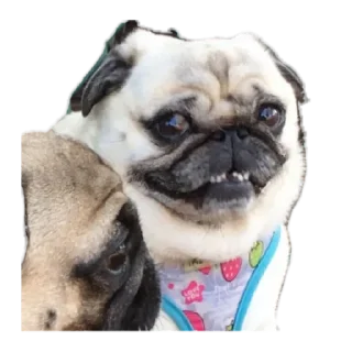 Sticker Мемы на все случи жи by @stqrapp - 7