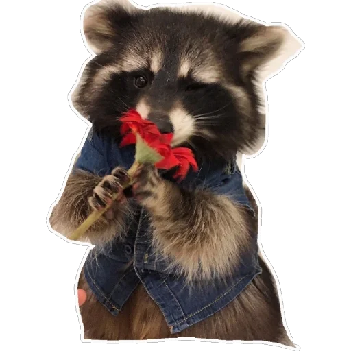 Sticker habemuscoon - 1