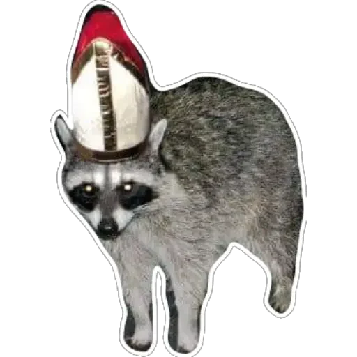 Habēmus Raccoon - 