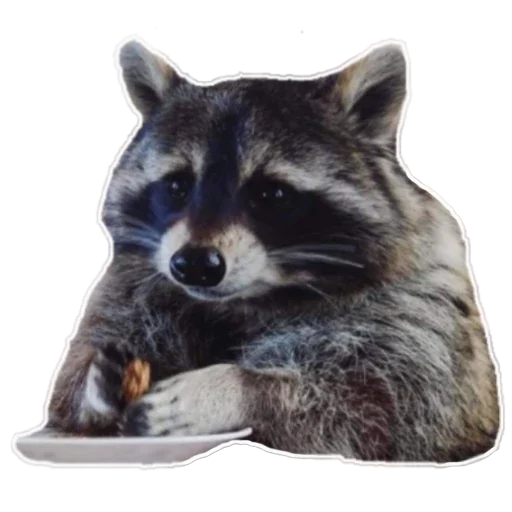 Sticker habemuscoon - 1