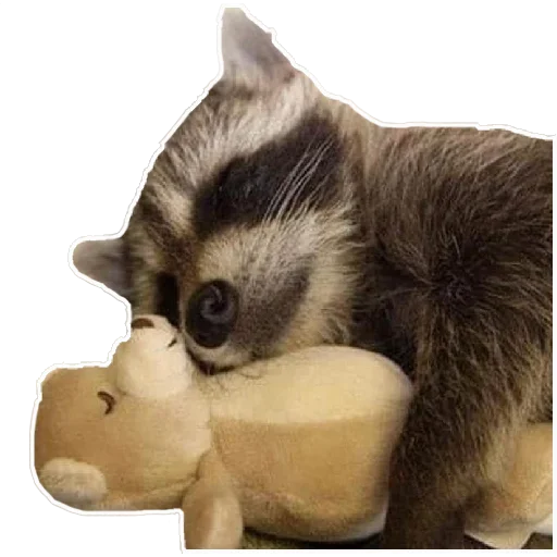 Стикер habemuscoon - 1