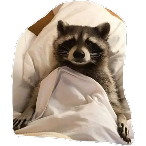 Sticker habemuscoon - 1