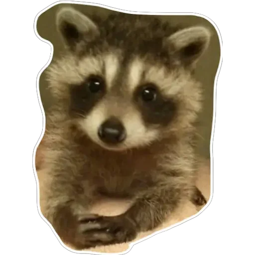 Sticker habemuscoon - 1