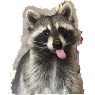 Sticker Habēmus Raccoon - 1