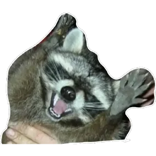 Sticker Habēmus Raccoon - 9