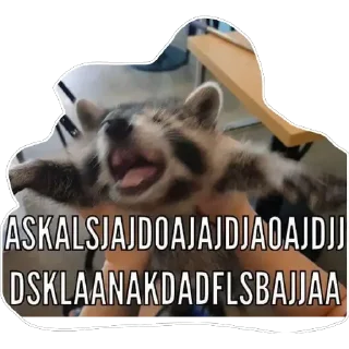 Sticker Habēmus Raccoon - 3