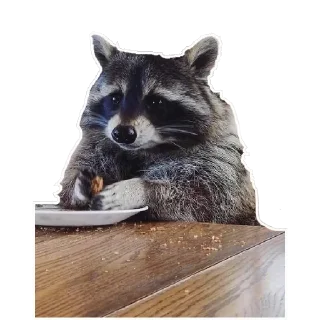Sticker Habēmus Raccoon - 4