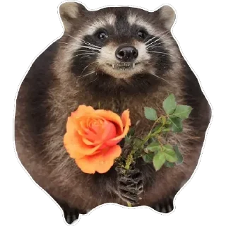 Sticker Habēmus Raccoon - 2