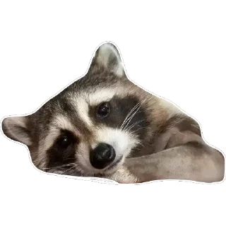 Sticker Habēmus Raccoon - 11