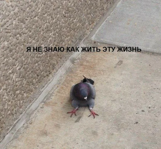 ground pigeon animal