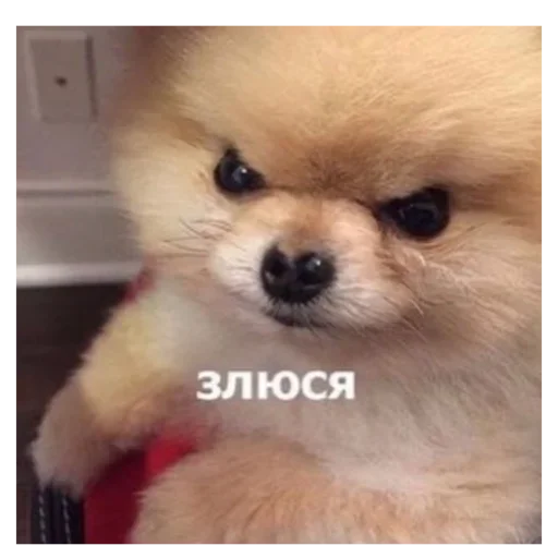 животное млекопитающее собака