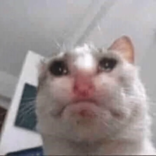 Sticker hahahacringe - 1