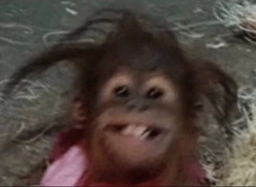 mammal primate animal