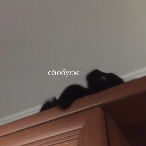 стена кошка комнатный