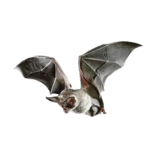 животное млекопитающее .bat