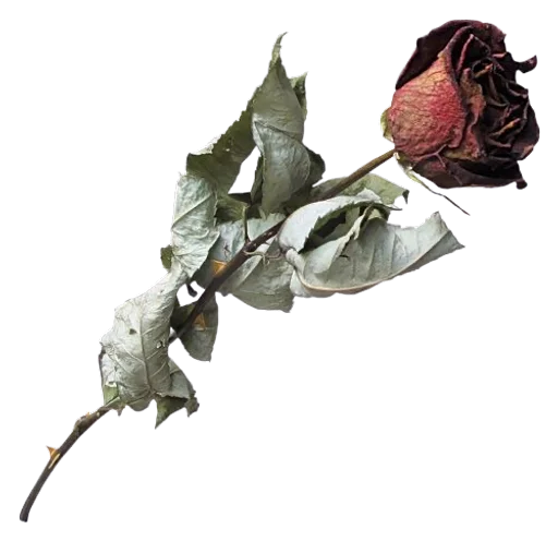 роза цветок растение