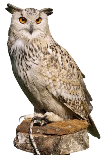 животное птица хищная птица