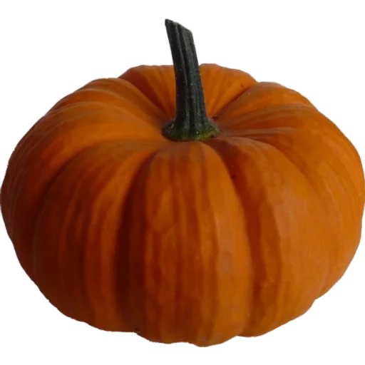 сквош тыква кукурбита