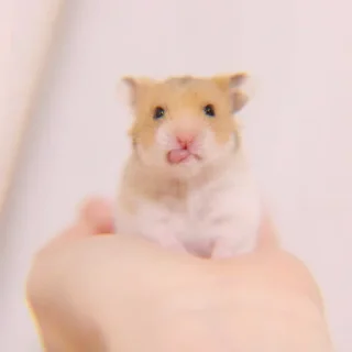 Sticker ➭ ꒰ bee ᵎ ˀˀ꒱ :: @COMFORTABEE - 1