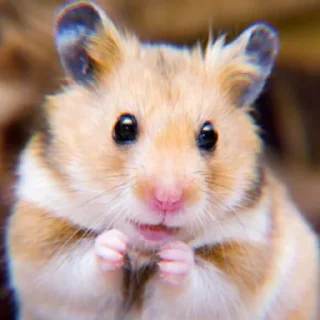 Sticker ➭ ꒰ bee ᵎ ˀˀ꒱ :: @COMFORTABEE - 8