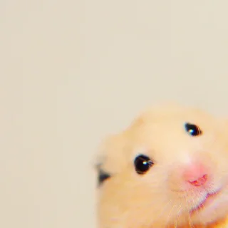 Sticker ➭ ꒰ bee ᵎ ˀˀ꒱ :: @COMFORTABEE - 2