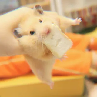 Sticker ➭ ꒰ bee ᵎ ˀˀ꒱ :: @COMFORTABEE - 9