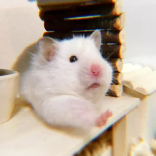 Sticker ➭ ꒰ bee ᵎ ˀˀ꒱ :: @COMFORTABEE - 10