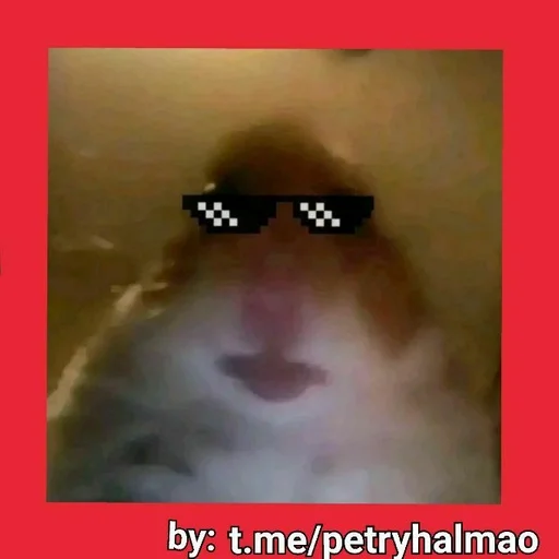 хомяг :: @fStikBot - 