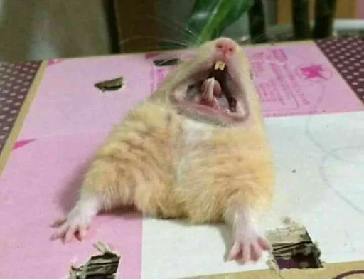 Sticker хомяг :: @fStikBot - 9