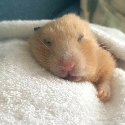 Sticker хомяг :: @fStikBot - 5