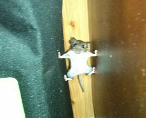 Sticker хомяг :: @fStikBot - 4