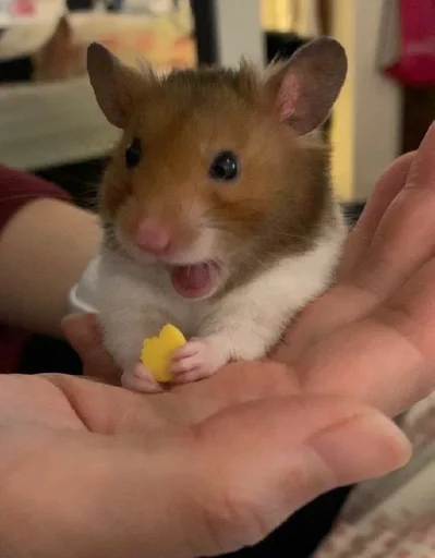 Sticker хомяг :: @fStikBot - 2