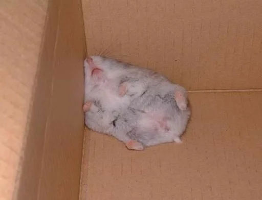 Sticker хомяг :: @fStikBot - 1