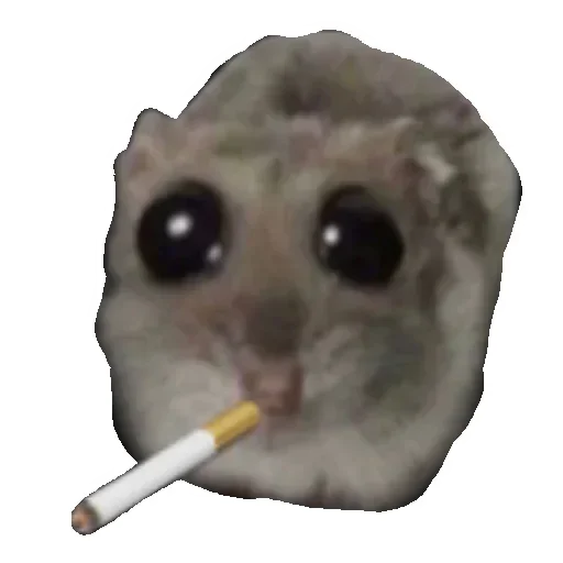 Hamster @anime4_arts - 