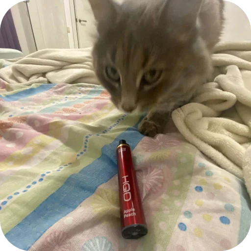 Sticker hamstercrimmenalboskfs_by_TgEmodziBot - 1