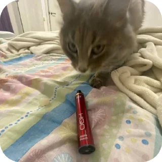 Sticker hamstercrimmenalboskfs @TgEmodziBot - 5