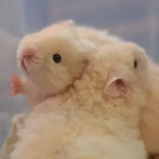 Sticker ∞︎ @stickersff ∞ - 9