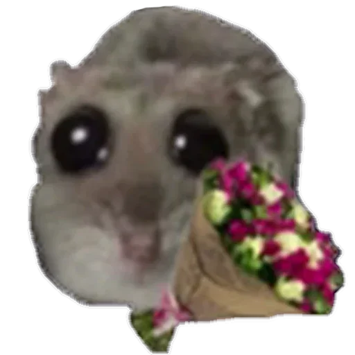 цветок собака млекопитающее