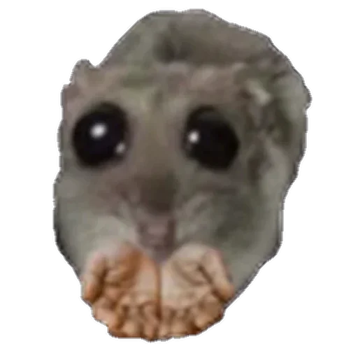 животное млекопитающее лемур