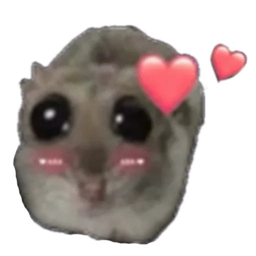 animal mammal indoor