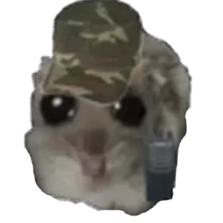 комнатный животное собака