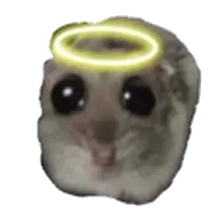 животное млекопитающее комнатный