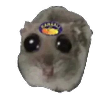 животное собака комнатный