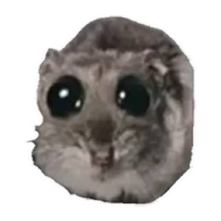 животное сова хищная птица