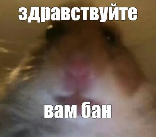 🐭 :: @fStikBot - животное