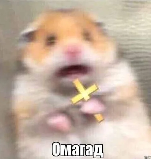 mammal animal hamster