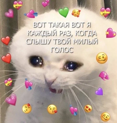 small to medium-sized cats cat felidae