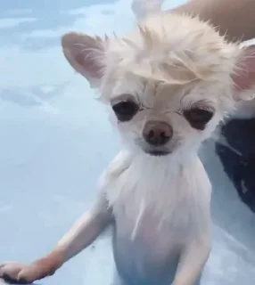 Стикер happy_dogs - 7