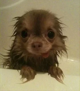 Стикер happy_dogs - 5