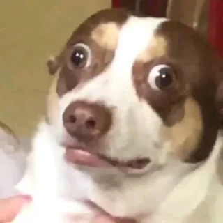 Стикер happy_dogs - 6